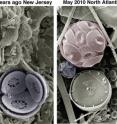 This shows fossil and modern coccolithophore cells of species <i>Toweius pertusus</i> and <i>Coccolithus pelagicus</i>. These are used to provide clues about the impact of climate change both now and many millions of years ago