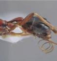 This picture shows the ovipositor of the female wasp, which helps her penetrate the walls of the spider igloo nest.