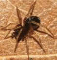 This is the ant-eating spider <i>Zodarion styliferum</i>, whose juveniles become the prey for the wasp larvae.