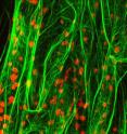 The actin cytoskeleton (green) and plastids (red) are believed to function in gravity sensing  and signaling in plants.