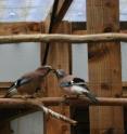 This is a Eurasian Jay mated pair engaged in food-sharing.