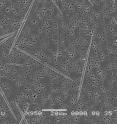 This is a scanning electron micrograph of the phytoplankton species <I>Pseudo-nitzschia cuspidata</I> (the long, thin needle-like objects).