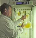 San Francisco State University researcher William Cochlan checks a culture of phytoplankton diatoms, taken out of a cell incubator at SF State's Romberg Tiburon Center for Environmental Studies. Cochlan's latest study finds that nitrogen that enters the ocean -- regardless of its source -- fuels the growth of a toxic phytoplankton species.