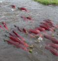 When sockeye salmon migrate from salt water to fresh water, they change color--going from their ocean colors of mostly silver with some darker coloration on their backs (like a lot of other ocean fish) to red when in fresh water.