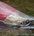 Sockeye salmon weigh on average 8 pounds, and may reach 3 feet in length.