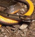 This picture shows the vibrant yellow coloring of the snake <I>Hologerrhum philippinum</I>, which is endemic to Luzon.