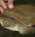 This picture shows the bizarre soft-shell turtle <I>Pelochelys cantorii</I> from the vicinity of San Mariano.