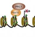 Fbxl10 allows PRC1 to bind to the DNA structure and enables PRC1 to silence the gene.