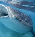 Holidaymakers' photos could help scientists track the movements of giant endangered sharks living in the waters of the Indian Ocean. A new study, led by a researcher from Imperial College London, is the first to show that these publicly sourced photographs are suitable for use in conservation work.