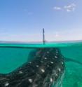 Holidaymakers' photos could help scientists track the movements of giant endangered sharks living in the waters of the Indian Ocean. A new study, led by a researcher from Imperial College London, is the first to show that these publicly sourced photographs are suitable for use in conservation work.