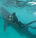 Holidaymakers' photos could help scientists track the movements of giant endangered sharks living in the waters of the Indian Ocean. A new study, led by a researcher from Imperial College London, is the first to show that these publicly sourced photographs are suitable for use in conservation work.