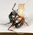 This image shows an Asian needle ant stinging a termite.