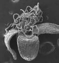 This is an electron microscope image of a fossil Acacia flower from the study fossil site in Southern Australia.