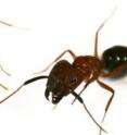 This shows Florida carpenter ants - minor (left) and major (right).