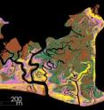 A digital map of one portion of the Venetian marsh shows the distribution of several species of marsh plants.