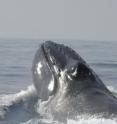 A humpback whale surfaces to breathe in the Atlantic Ocean off the northern coast of the Dominican Republic. A consortium of researchers from the Wildlife Conservation Society, Stanford University, the American Museum of Natural History, and others have conducted a wide-ranging genetic study to determine just how many humpback whales existed in the North Atlantic before whaling.