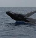 A humpback whale calf breaches. Using hundreds of genetic samples from whales across the Atlantic and from the Southern Hemisphere, the research team calculated that the North Atlantic once contained more than 100,000 whales,  two to three times the amount calculated from old whaling records, and four to five times the current abundance for the population.