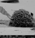 This scanning electron microscope (SEM) image shows a nanobeam probe, including a large part of the handle tip, inserted in a typical cell.