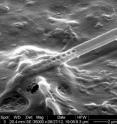 This image shows a photonic nanobeam inserted in a cell. Clearly visible are the etched holes through the beam as well as the sandwich-like layer structure of the beam itself. The beam structure alternates between layers of gallium arsenide and photonic crystal containing the photon-producing quantum dots.