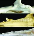 This is a comparison of mammalian dental patterns showing the difference in regionalization of tooth morphology. (A) Mus musculus (B) Sus scrofa (picture is of an immature pig with an unerupted M3) and (C) Stenella attenuata.