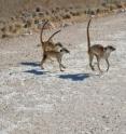 A group of meerkat is crossing the road -- subordinate individuals have to take the lead.