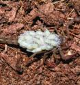 This picture shows a female scorpion with its first juveniles on its back.