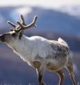 The results of the research suggest that plant communities in the Arctic are more likely to resist destabilization by climate change if populations of caribou, musk ox, and other large herbivores remain intact. This image of an adult male caribou in Greenland was taken by Eric Post during his research expedition.