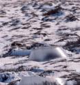 This image of some of the warming cones used during this experiment was taken by Eric Post during his research expedition in Greenland.