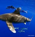 Once considered one of the most abundant apex predators on Earth, overfishing has caused huge declines in oceanic whitetip sharks, and they are listed by the International Union for Conservation of Nature as “Critically Endangered” in the Northwest and Central Atlantic and “Vulnerable” globally.