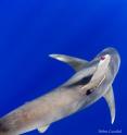 In the Bahamas in May 2011, a team of scientists attached pop-up satellite archival tags to 11 mature oceanic whitetip sharks, and the tags recorded depth, temperature, and location for pre-programmed periods of time.