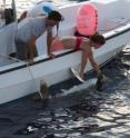 After capture by the research team, the oceanic whitetip sharks were measured, their sex was determined visually, and two uniquely number external tags and a pop-up satellite archival tag were attached to each of them.