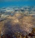 In reef-building corals variations within genes involved in immunity and response to stress correlate to water temperature and clarity, finds a study published in BioMed Central’s open access journal <i>BMC Genetics</i>. In reef-building corals variations within genes involved in immunity and response to stress correlate to water temperature and clarity, finds a study published in BioMed Central’s open access journal <i>BMC Genetics</i>.