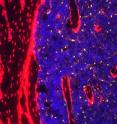 Distinct niches exist in bone marrow to nurture different types of blood stem cells, new research shows. In mice bone marrow, blood stem cells, highlighted in blue, are nurtured by support cells shown in red and yellow.