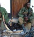 This shows guards from the Okapi Faunal Reserve in DR Congo with confiscated elephant tusks from poachers.