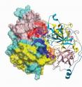 The chemical probe UNC1215 will be used to investigate the function of malignant brain tumor domain protein, L3MBTL3, and study its role in different signaling pathways and disease.