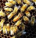 Researchers have identified key risk factors in bee colony deaths.