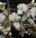 This is a close-up of the flowers of <i>Luetzelburgia bahiensis</i>.