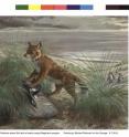University of Adelaide researchers have found the answer to one of natural history’s most intriguing puzzles -- the origins of the now extinct Falkland Islands wolf and how it came to be the only land-based mammal on the isolated islands -- 460km from the nearest land, Argentina.

The image is a painting of a Falkland Islands wolf by Michael Rothman, Ace Coinage Inc.
