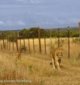 <p>This shows lions in Phinda Private Game Reserve, South Africa.