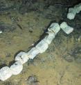 This shows the backbone of a whale skeleton on seafloor.