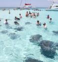 Tourists interact with Southern stingrays at Stingray City/Sandbar at the study site in the Cayman Islands.