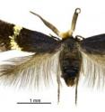 This picture shows the male minotaur pigmy moth (<i>Pectinivalva</i> (<i>Casanovula</i>) <i>minotaurus</i>) showing its bizarre flattened antennae, presumed to be attractive to the female.