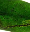 This image shows a typical leafmine with a larva of the pigmy moth <i>Pectinivalva</i> (<i>Casanovula</i>) <i>brevipalpa</i> in a leaf of Hill water gum (<I>Tristaniopsis collina</I>).