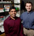 U. of I. chemists -- professor Scott Silverman, right, and graduate student Jagadeeswaran Chandrasekar -- synthesized a DNA catalyst that can perform a difficult reaction usually catalyzed by the protein enzyme phosphatase.