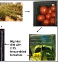 Images demonstrate growing and harvesting genetically-engineered tomatoes that produce 6F, a small peptide that mimics the action of the chief protein in HDL.   The tomatoes were freeze-dried and made up 2.2 percent of a high-fat diet fed to mice in the study.  Note less cholesterol build-up (in red) in the artery of the mouse fed tomatoes with 6F versus the mouse that ate the high-fat diet containing 2.2 percent freeze-dried control tomatoes that did not contain 6F.