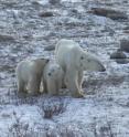 An adult female polar bear wearing a GPS-satellite linked collar with her two 10-month-old cubs waits for the sea ice to re-form onshore in western Hudson Bay, Manitoba, Canada.