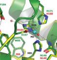 Saito collaborated with biomedical researchers at Johns Hopkins University, applying his proteomic techniques to explore proteins in a terrestrial organism, the bacteria that cause Lyme Disease. Unlike all other known organisms, <I>Borrelia burgdorferi</I> need manganese (blue dot), rather than iron, to serve as linchpins bonded into key enzymes. The scientists found that to cause disease, <I>Borrelia</I> require unusually high levels of manganese. The findings open new avenues to search for ways to attack the bacteria.