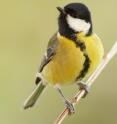 A female great tits' (<i>Parus major</i>) appearance is shown to signal healthy attributes in offspring in a paper in BioMed Central's open access journal <i>Frontiers in Zoology</i>.