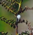 This is an image of the gall of the sawfly, <i>B. filiceti</i>, foaming on the outside.