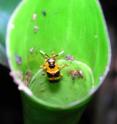 This is the rolled leaf beetle <i>C. alternans</i> inside a Zingiberales leaf with its eggs in Costa Rica.